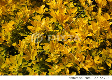 這是一朵美麗的葉子，如花Masaki Masaki 27155798