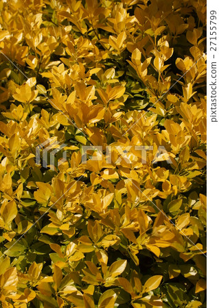 It is a beautiful leaf like flower Masaki Masaki It is a beautiful leaf like flower Masaki Masaki 27155799