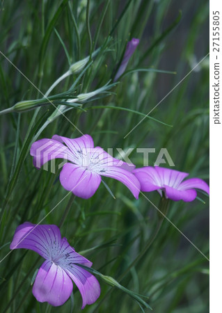 玉蘭花旗語花語“自然美” 27155805