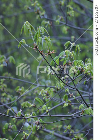 眼藥水Megurinoki花語言是“重要記憶” 眼藥水Megurinoki花語言是“重要記憶” 27155807