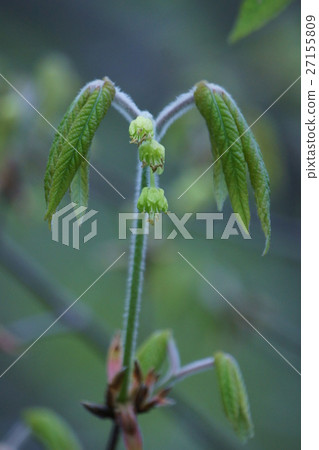 Eye drops Megurinoki flower language is "important memories" 27155809