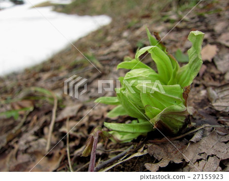 Fukino tau early spring snow melting 27155923