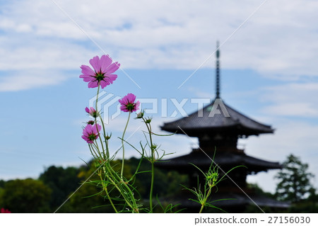 Fall cherry tree Fall cherry tree 27156030