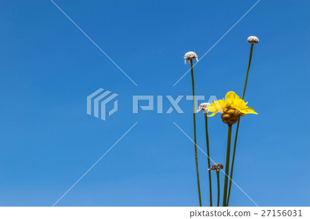 Abstract soft blurred and soft focus of Tall yello 27156031