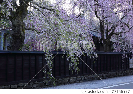 Sakura at Kakunodate Sakura at Kakunodate 27156557