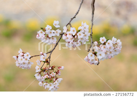 Cherry blossoms near Kakunodate Cherry blossoms near Kakunodate 27156772