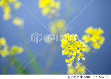 強姦開花 27156796
