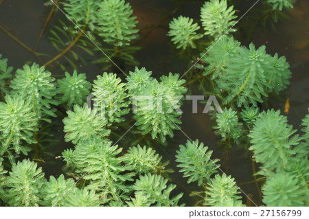 Large algae 27156799