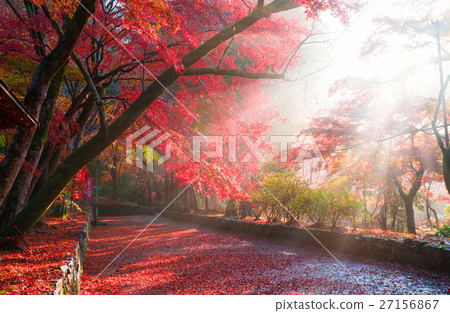 Kyoto's autumn leaves Kyoto's autumn leaves 27156867