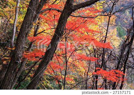 Yokoya Valley（Tateshina）的山楓 27157171