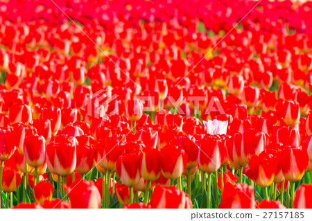 一個白色的鬱金香 27157185