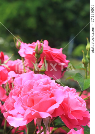 Pink rose Pink rose 27159803