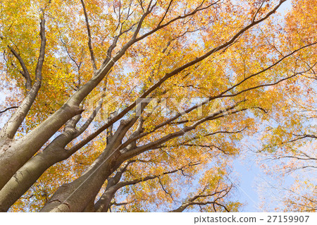 Autumn leaves image Autumn leaves image 27159907