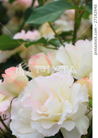 Matilda Matilda 27162648