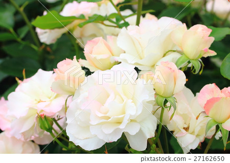 Matilda Matilda 27162650