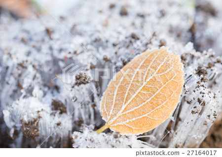 秋葉和霜柱子的圖像 27164017