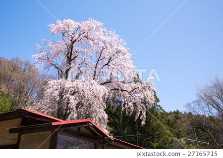 Miharu-cho Osaka Soba Cherry Blossoms Miharu-cho Osaka Soba Cherry Blossoms 27165715