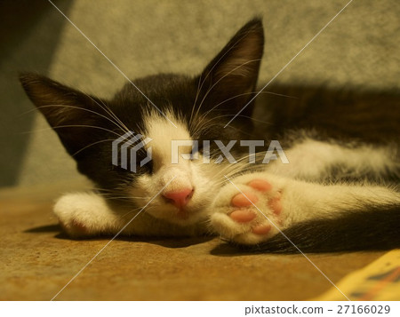 Cat in Onomichi/Onomichi,Hiroshima Cat in Onomichi/Onomichi,Hiroshima 27166029