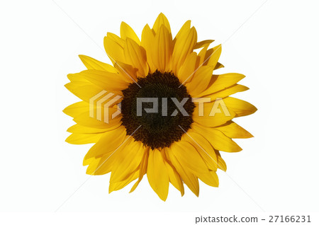 sunflower 27166231
