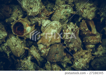 japanese topshell piled together background japanese topshell piled together background 27166345