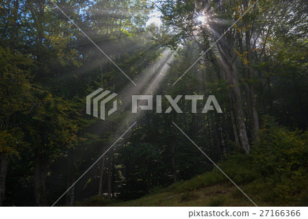 Sunbeams penetrating forest Sunbeams penetrating forest 27166366
