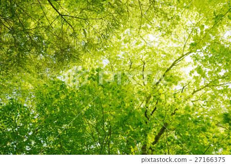 Fresh green forest green eco ecology environment eco tree relax forest bath leisure outdoor green background Fresh green forest green eco ecology environment eco tree relax forest bath leisure outdoor green background 27166375