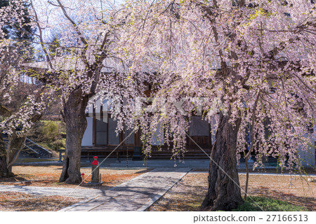 Cherry blossoms of Miharu Town High Pestle 27166513
