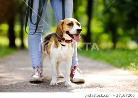 Obedient pet with his owner 27167206