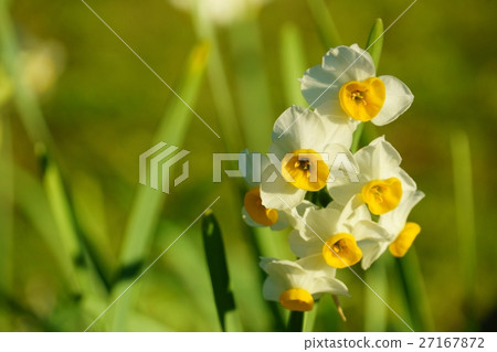 Japan Narcissus Japan Narcissus 27167872