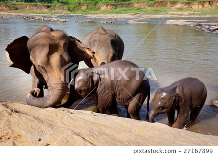 Elephants on Sri Lanka 27167899