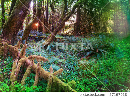 Rain forest Rain forest 27167918