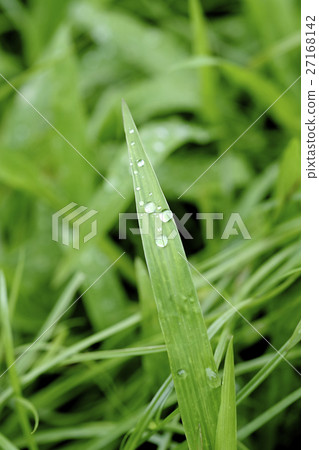Dewdrop grass 27168142