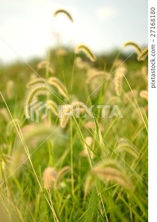 狗尾草 狗尾草 27168180