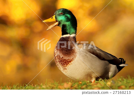 Wild duck male calling 27168213