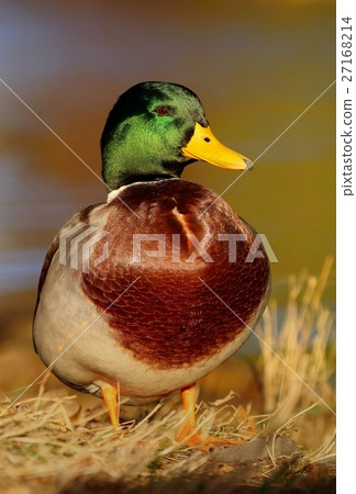 Motley wild duck male 27168214