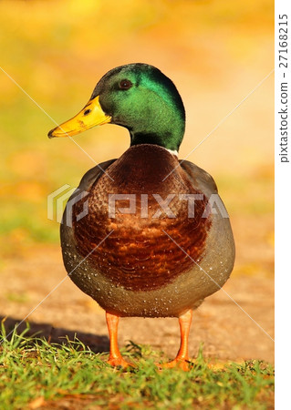Motley wild duck 27168215