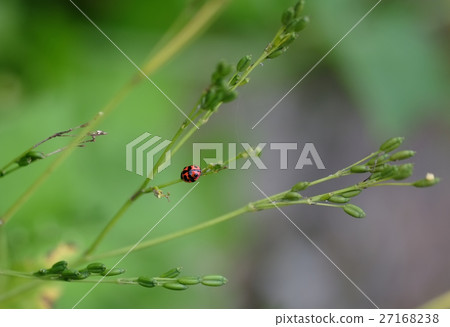 小瓢蟲 27168238