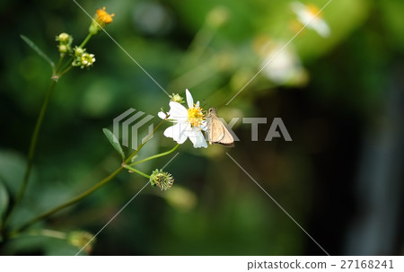 吸蜜的蝶 吸蜜的蝶 27168241