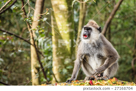 Hanuman Langur Hanuman Langur 27168704
