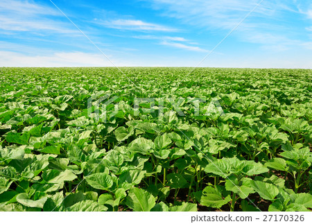 sunflower field and beautiful blue sky 27170326