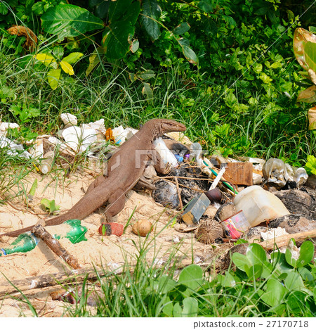 giant lizard on a garbage dump giant lizard on a garbage dump 27170718
