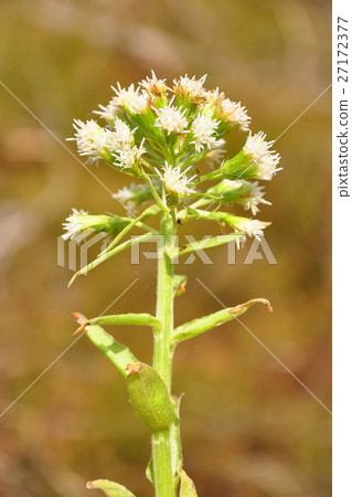 White butterbur (Petasites albus) White butterbur (Petasites albus) 27172377