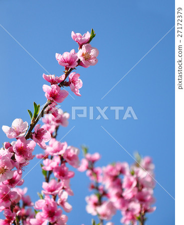 Peach flower (Prunus persica) Peach flower (Prunus persica) 27172379