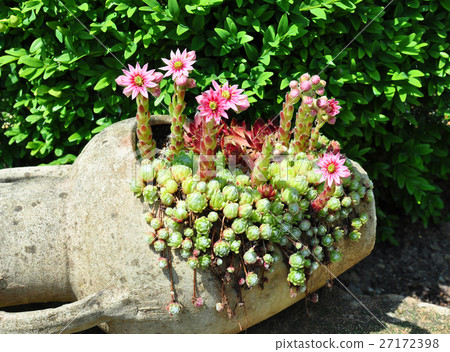 Houseleek flowers (Sempervivum) in flagon Houseleek flowers (Sempervivum) in flagon 27172398