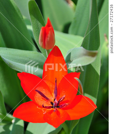 Tulip 27172416