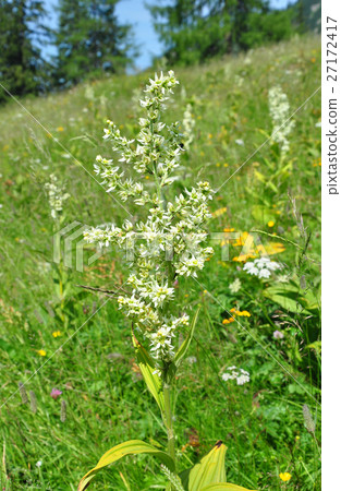 White false helleborine (Veratrum album) White false helleborine (Veratrum album) 27172417