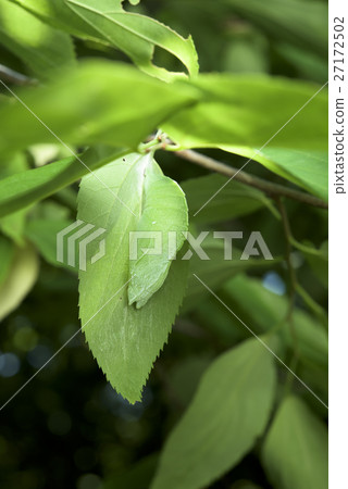 Pupa of Omurasaki 27172502