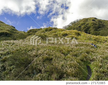 草山芒草 27172865