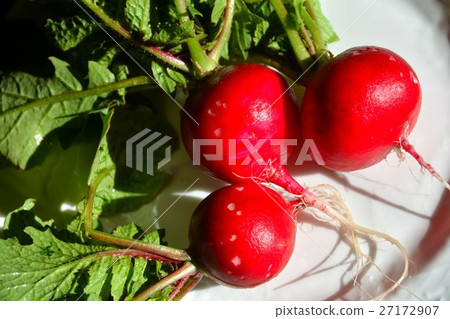 Harvesting of winter vegetables, red blooms Harvesting of winter vegetables, red blooms 27172907