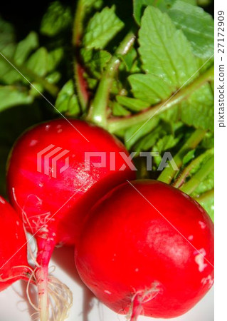 Harvesting of winter vegetables, red blooms Harvesting of winter vegetables, red blooms 27172909